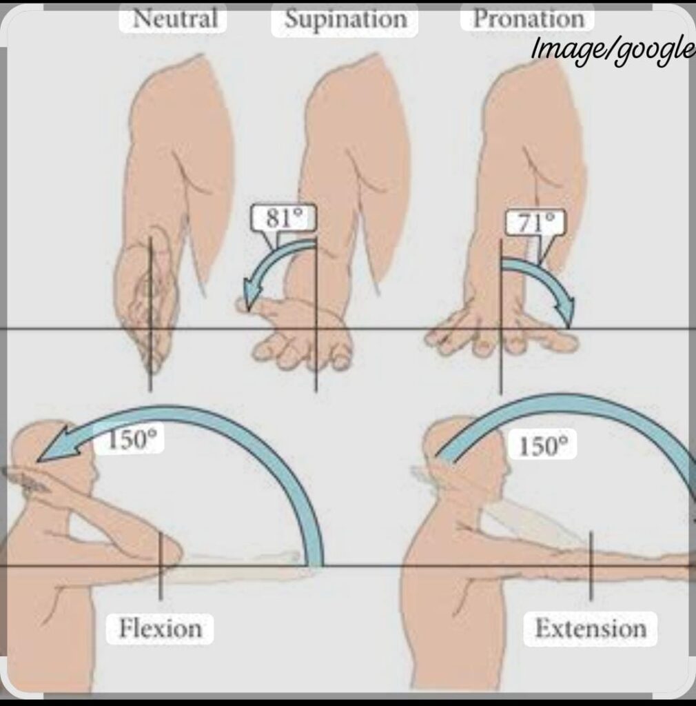 Elbow Joint and its Function
