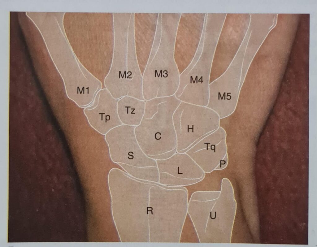 Wrist Joint structure and its function.