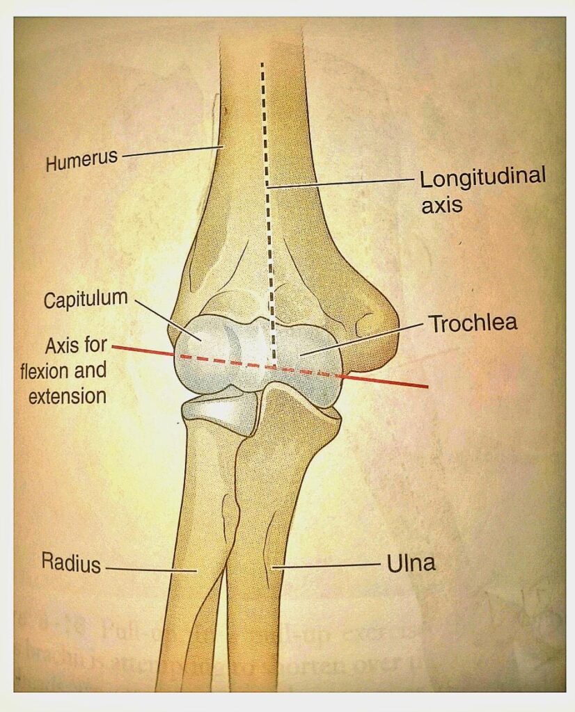 Axis of Motion of Elbow Joint
