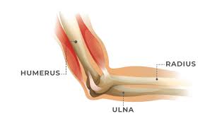 The Elbow Joint